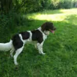 17 0002 rico vom teichhof
