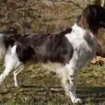 17 0192 zazou vom kiefernwalde
