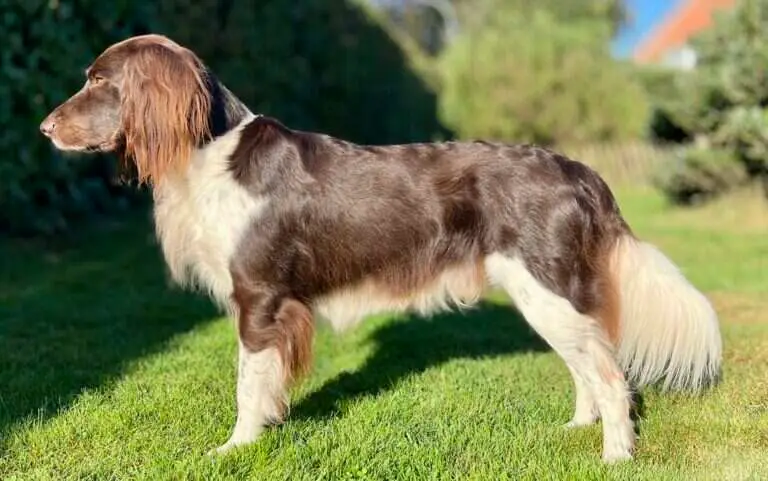 17 0192 zazou vom kiefernwalde scaled 1