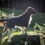 17 0460 bak vom selenter see