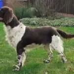 17 1050 caesar vom halbermonder horst c