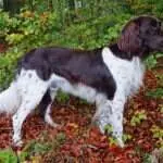 18 0029 billy vom weinbergc
