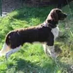 18 0042 charly vom weinbergc