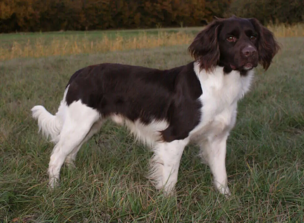 18 0136 lasko von der katzenlohe.jpg