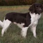 18 0136 lasko von der katzenlohe.jpg