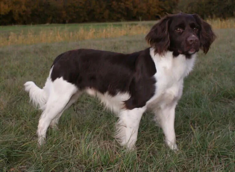 18 0136 lasko von der katzenlohe.jpg