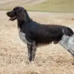 18 0218 orkas ii aus der wolfskammer