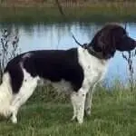 18 0220 olaf ii aus der wolfskammer c