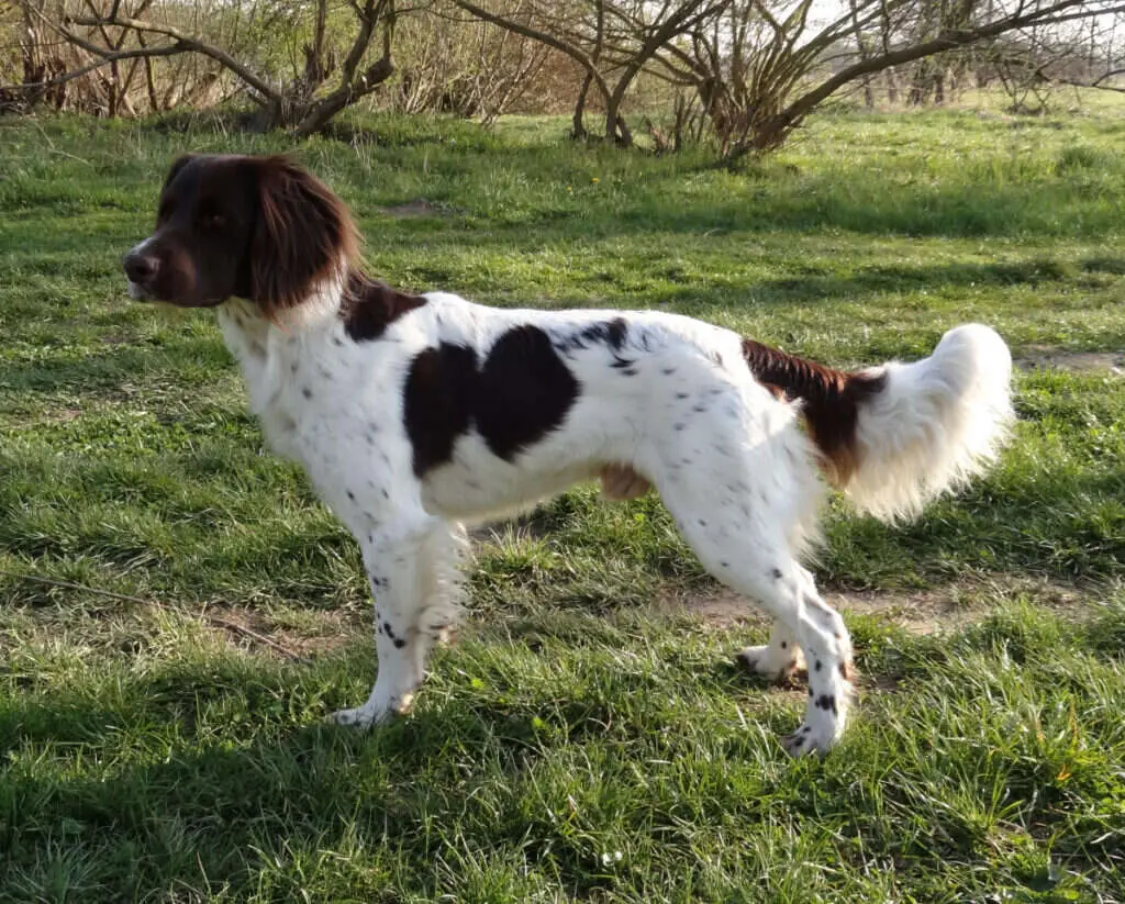 18 0233 sisko von der guenz