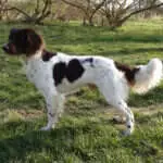 18 0233 sisko von der guenz