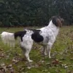 18 0587 dex ii vom berkelseec