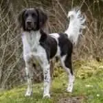 18 0633 berry ii vom kiefernwalde c