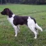 19 0012 falko vom huehnerberg scaled 2