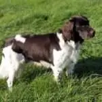 19 0975 hero vom keilerwald c