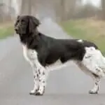 20 0035 harvey ii vom forstweg