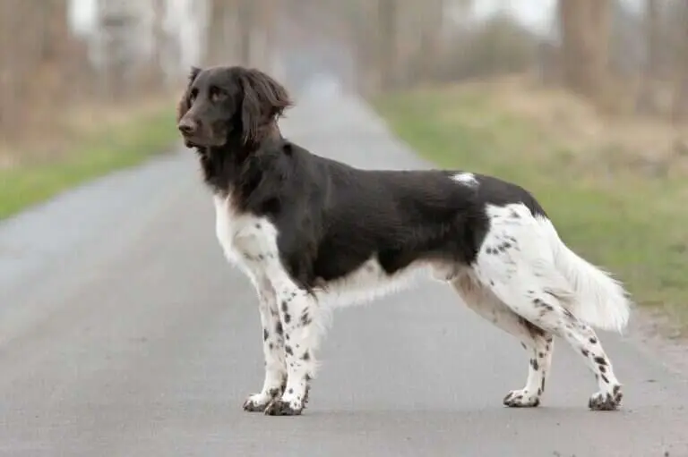 20 0035 harvey ii vom forstweg