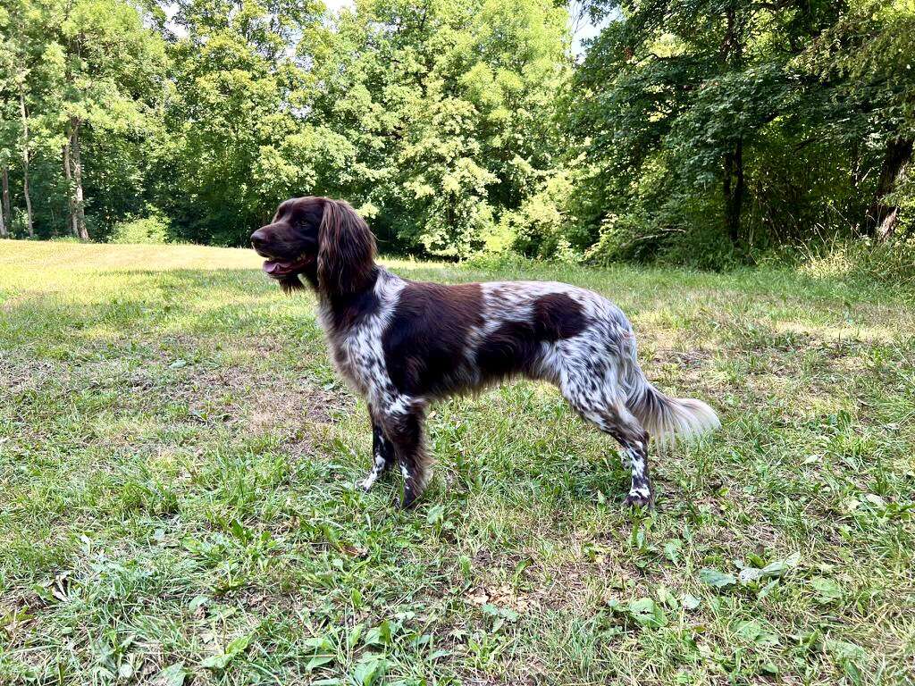 20 0144 odie vom federbachsee