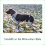 20 0155 gandalf von der tittmoninger burg