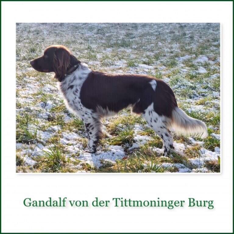 20 0155 gandalf von der tittmoninger burg