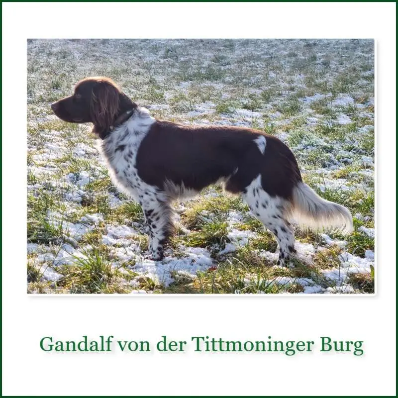 20 0155 gandalf von der tittmoninger burg