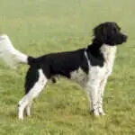 20 0213 kadro vom bether moor c