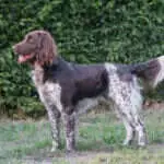 20 0842 sinus v. schuetzenknapp