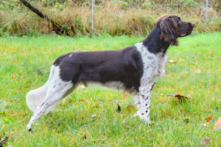 21 0009 dartagnan von zerhusen