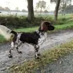 21 0245 eyckii vom kiefernwalde