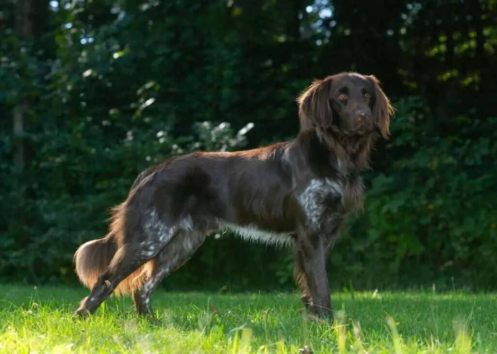 21 0588 arthur von der wolferdinger au