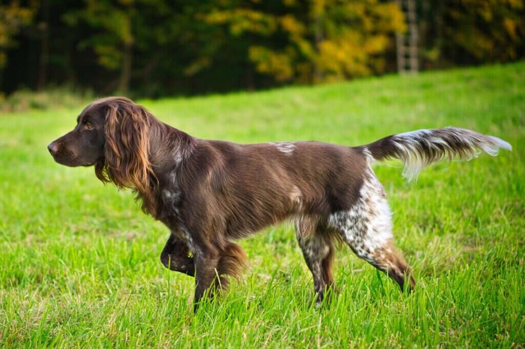 21 0699 hunter vom weilerbachtal