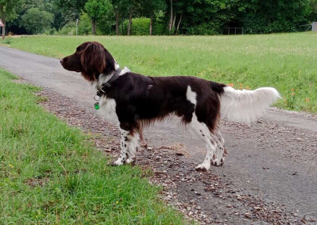 21 0754 harry vom wilden meer