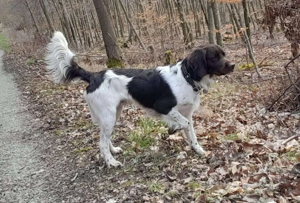 21 1104 branco von der schaeferhalde