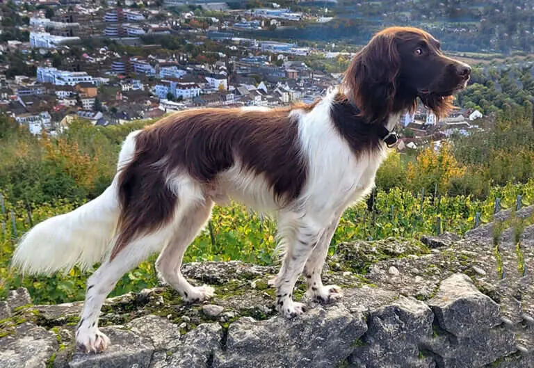 22 0002 eiven ii vom fuchseck