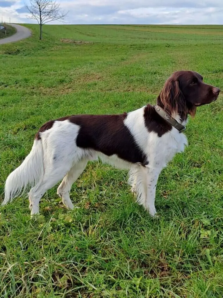 22 0563 anubis vom hofrausch