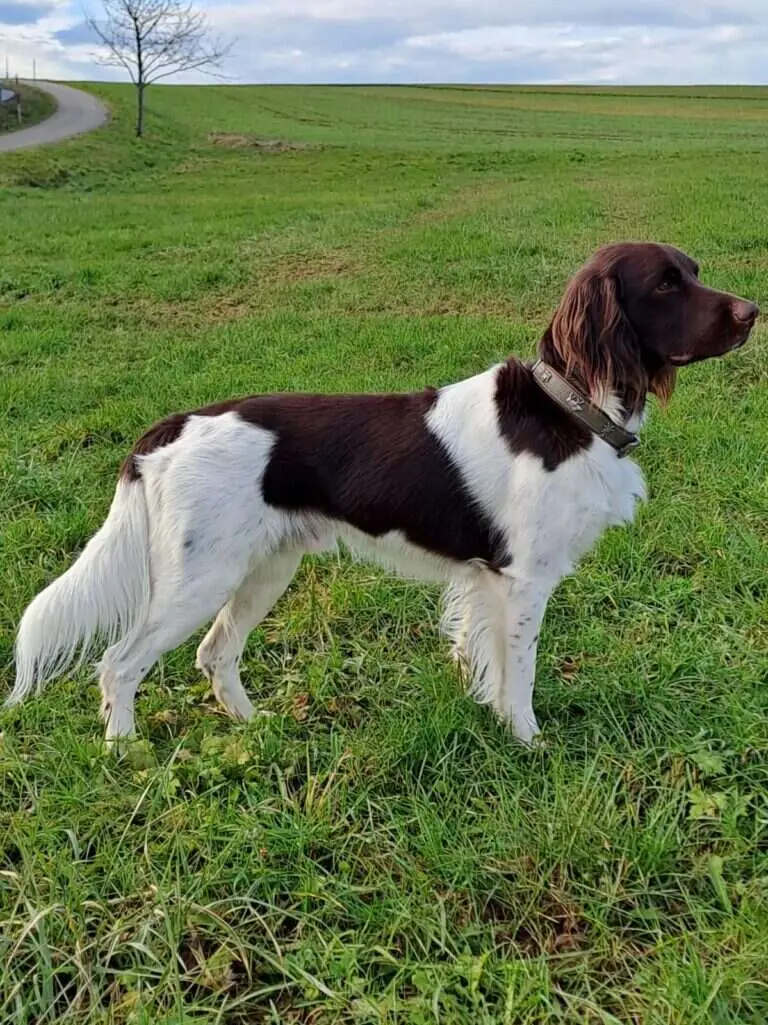 22 0563 anubis vom hofrausch