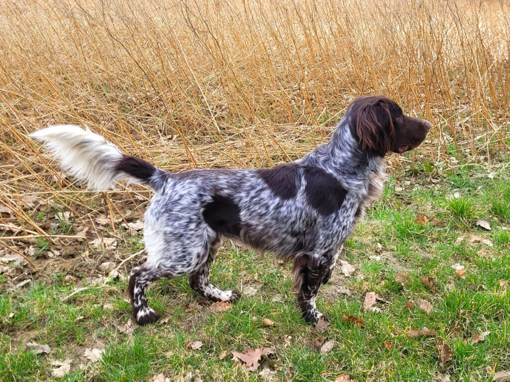 22 0745 charly vom rieskrater