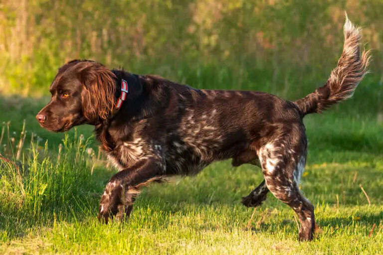 22 0792 drake vom eiswald