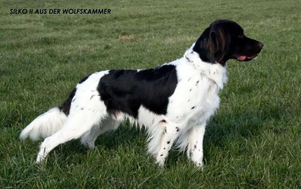 22 0959 silko ii aus der wolfskammer scaled 1