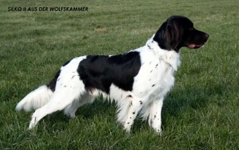 22 0959 silko ii aus der wolfskammer scaled 1