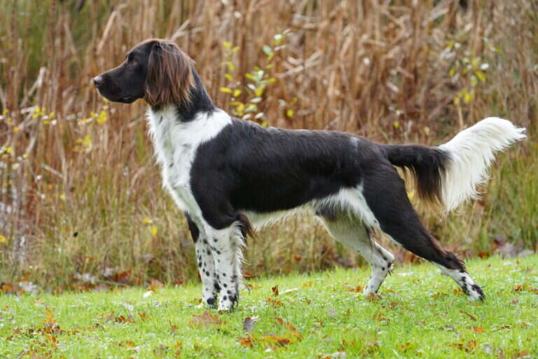 22 1151 hunter vom juergenshof 1 scaled 1