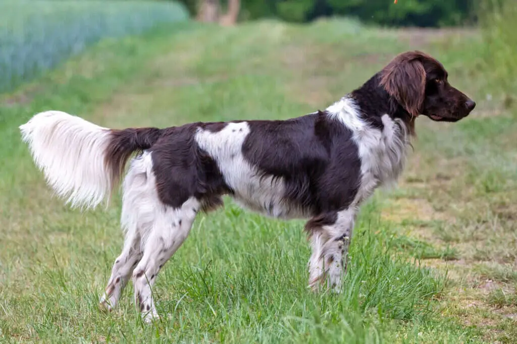 23 0878 simba von der pixelerheide scaled 1