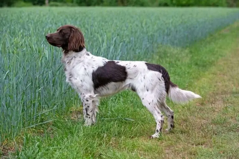 23 0880 snoop von der pixelerheide