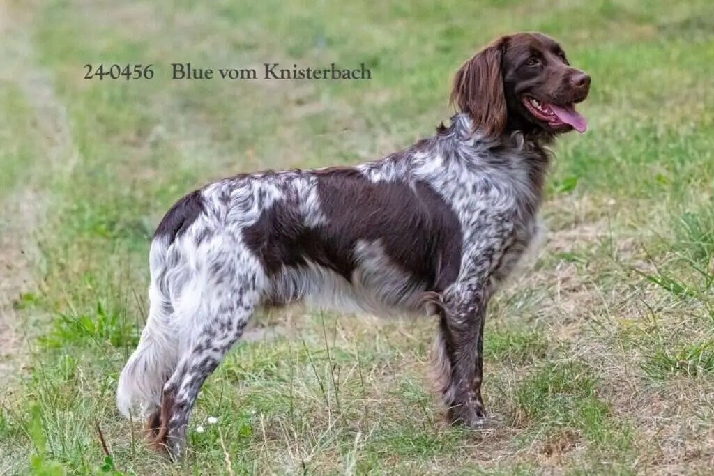 24 0456 blue vom knisterbach scaled 1
