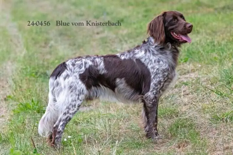 24 0456 blue vom knisterbach scaled 1