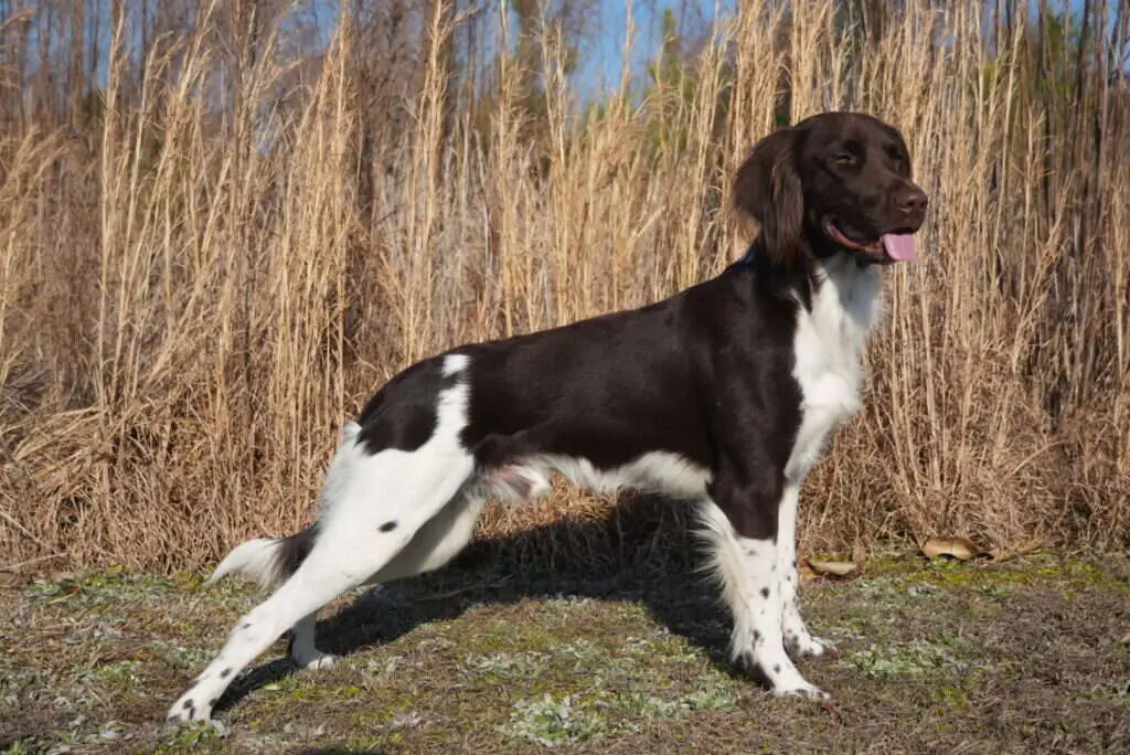 24 0579 ansel von der eiseneiche