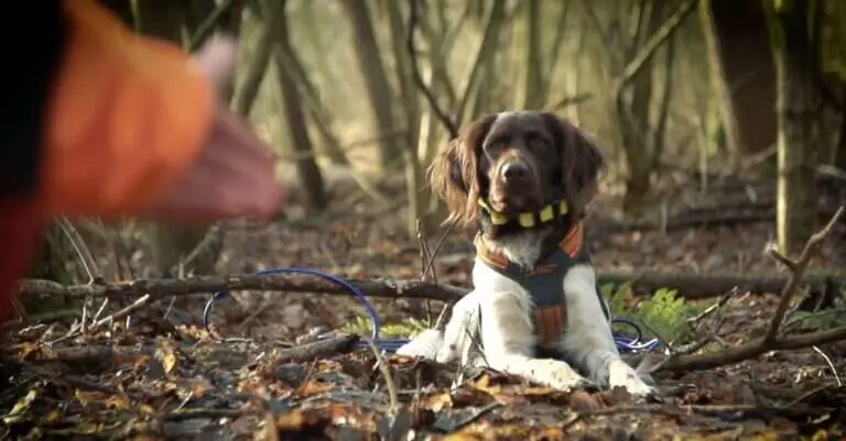 Kleiner Münsterländer liegt aufmerksam im herbstlichen Wald, Standbild aus dem Imagefilm „Keno“
